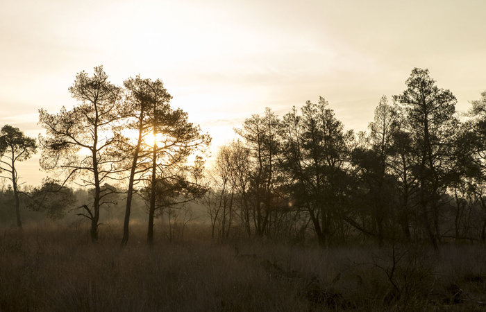 Landschaft